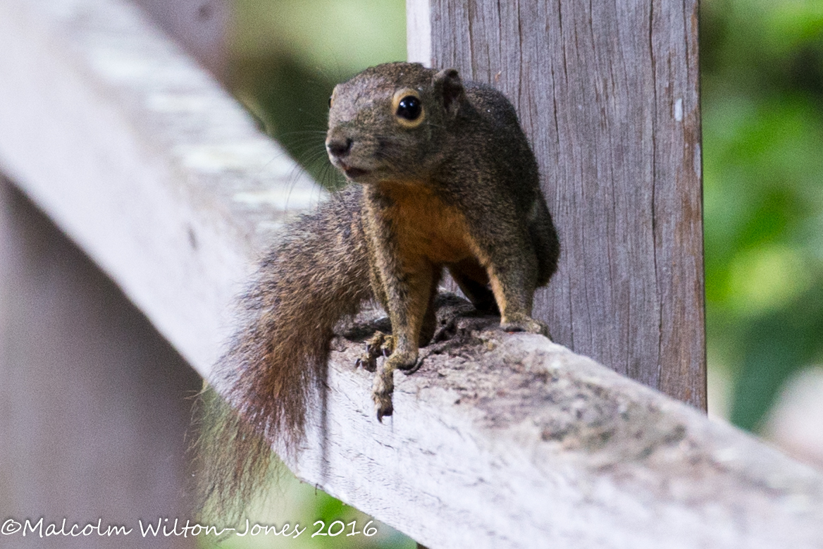 Plantain Squirrel