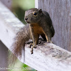 Plantain Squirrel