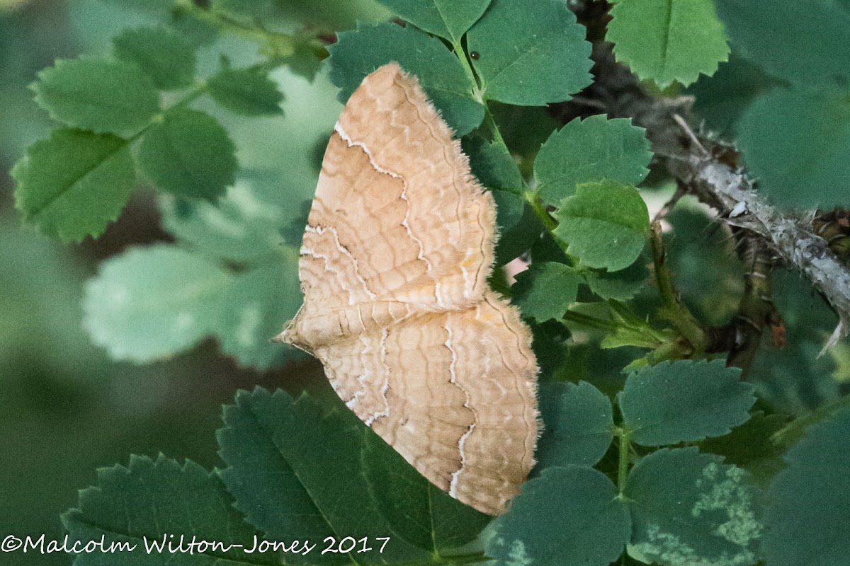 Yellow Shell