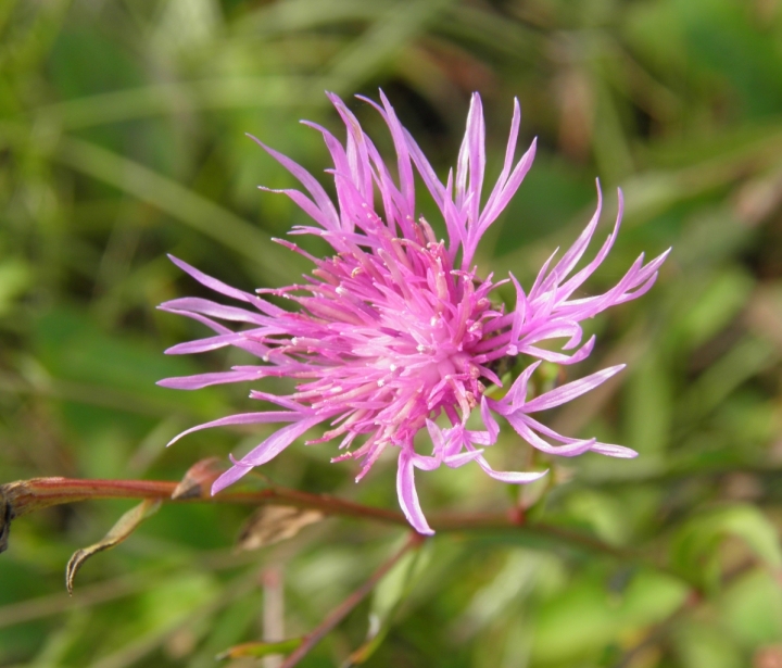 Non so che fiore sia di PaoloFranceschini