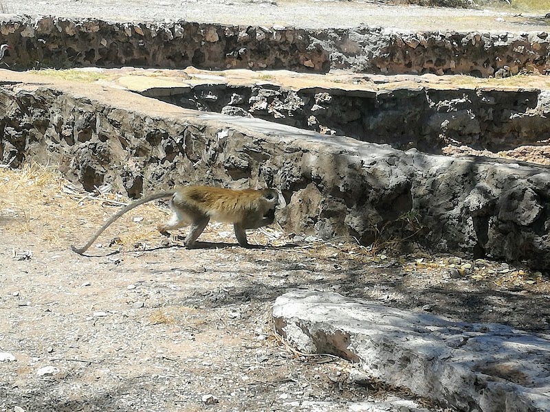 SEGUIMOS EN TIERRAS DE SAMBURU. - Un poquito de Kenia: Lagos Naivasha y Nakuru, Samburu y Masai Mara (37)