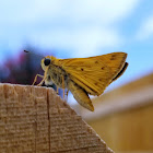 Fiery skipper