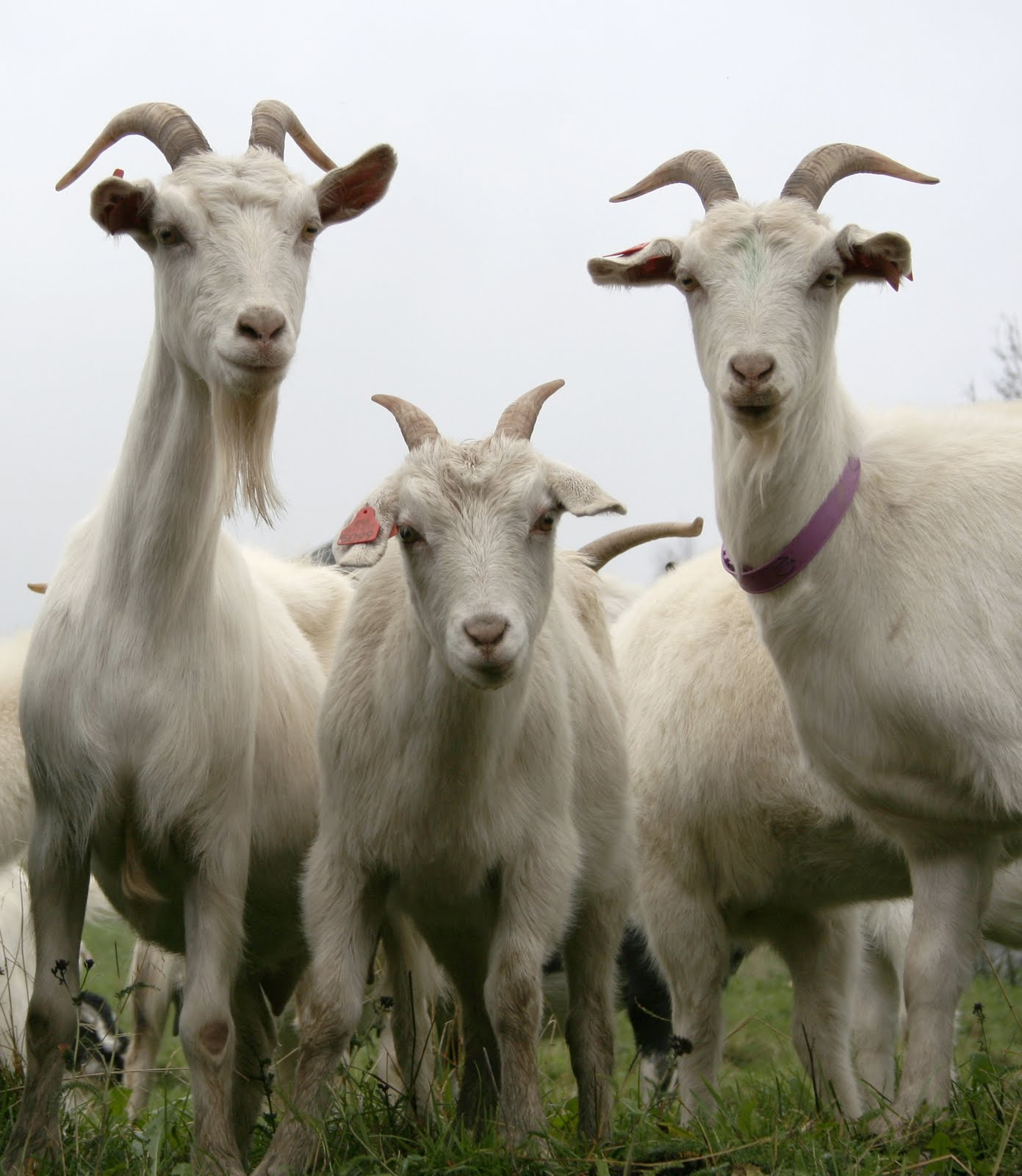 Three Billy Goats Gruff Shenandoah Valley Discovery Museum 