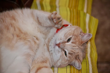 Интересные, смешные и трогательные рассказы о наших животных