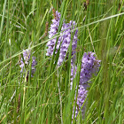 Common spotted orchid