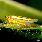 Leaf Hopper