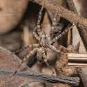 Wolf Spider