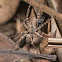 Wolf Spider