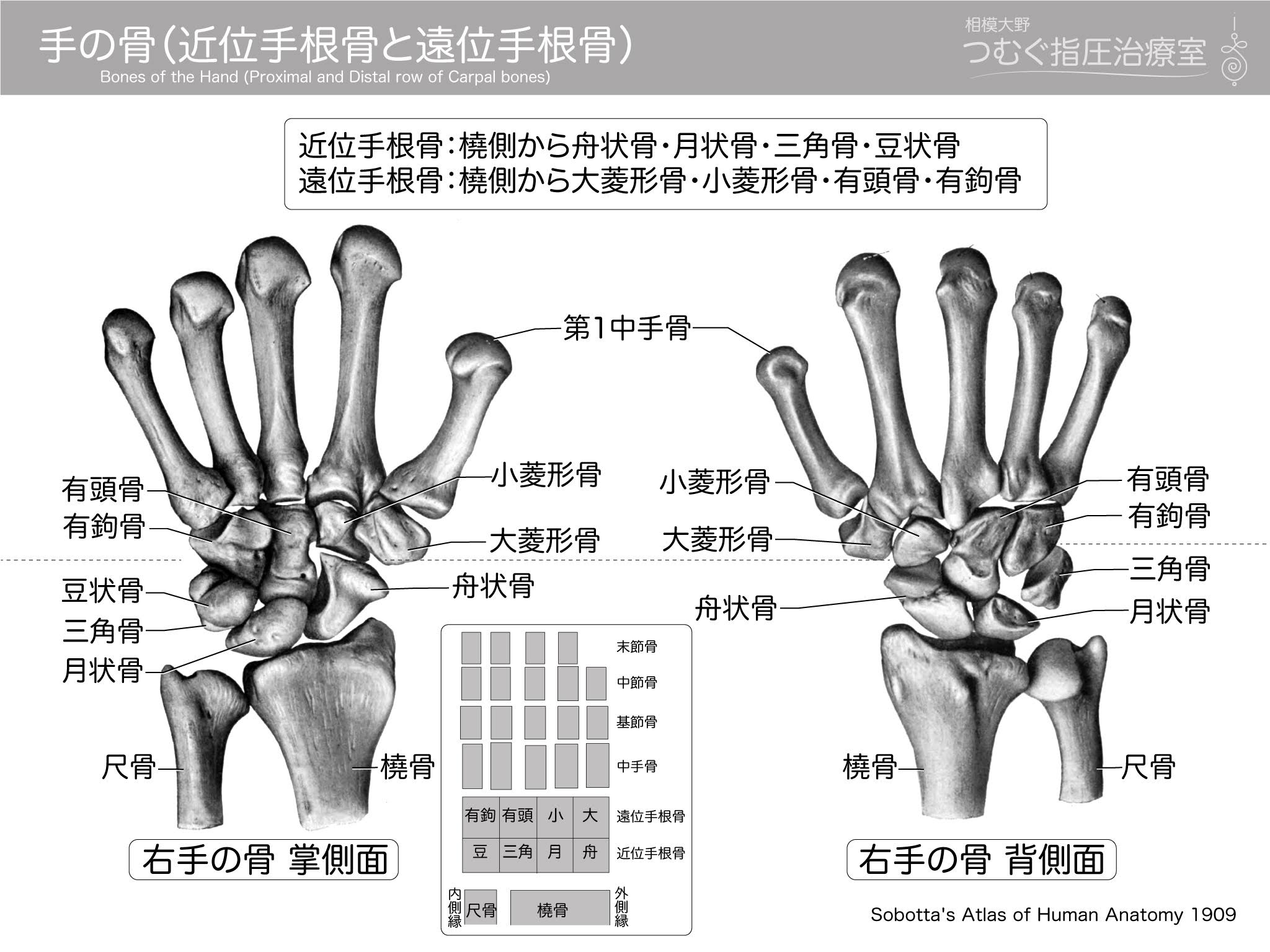 手の骨 近位手根骨と遠位手根骨 相模大野 つむぐ指圧治療室 指圧 マインドフルネス瞑想 トークセン