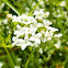 Hedge Bedstraw