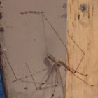 Cellar Spider