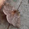 Saturniid moth