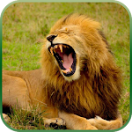 Life of A Lion 3D Apk