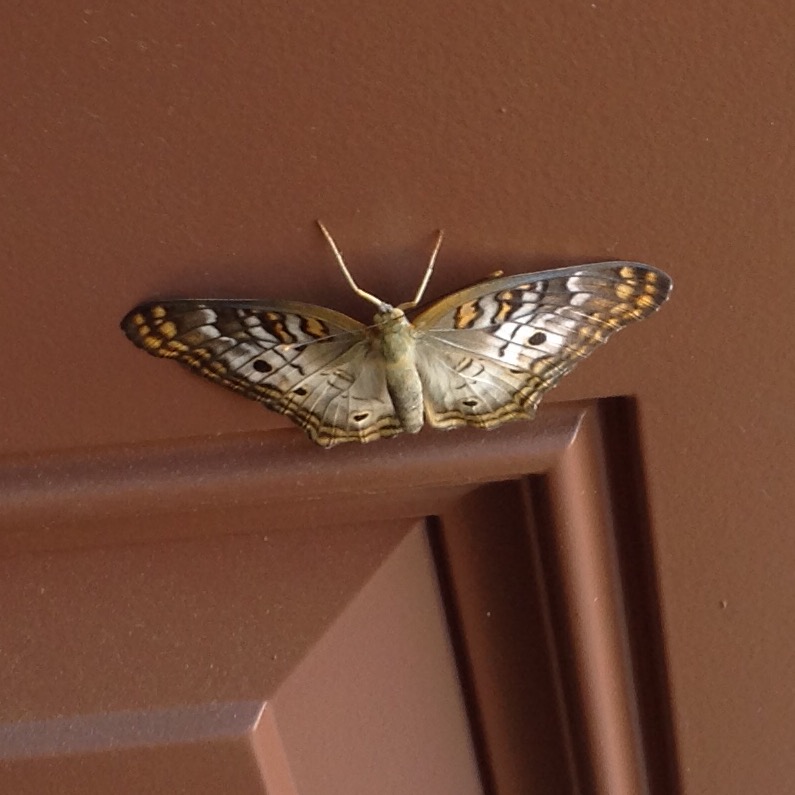 White Peacock Butterfly