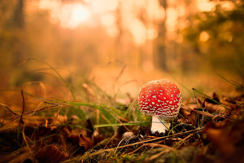 Amanita in Autunno di Sil-M