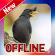 Suara Burung Jalak Kebo Offline Download on Windows