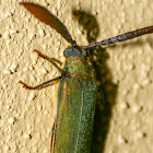 Feather-horned Longicorn