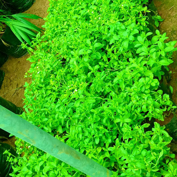 சர்க்கரையின் மாற்று பொருள் - சீனி துளசி  விளக்கம் ( Stevia Leaf)