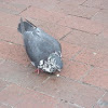 Pigeon