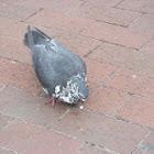 Pigeon