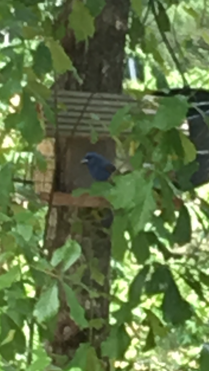 Blue Grosbeak