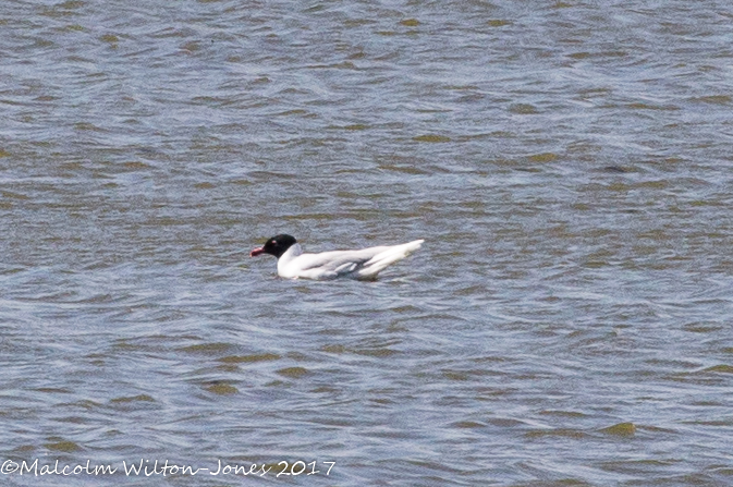 Mediterranean Gull