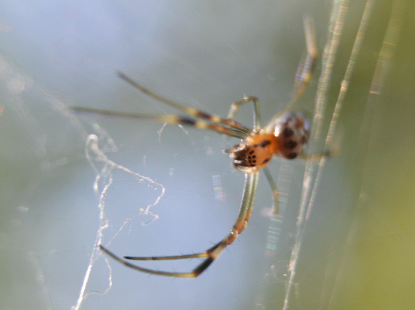 Banana spider