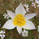 Two-flowered tulip