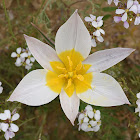 Two-flowered tulip