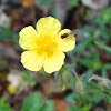 Common Rock-rose