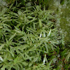 White Octoblepharum Moss