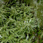 White Octoblepharum Moss