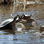 Blanding's Turtle