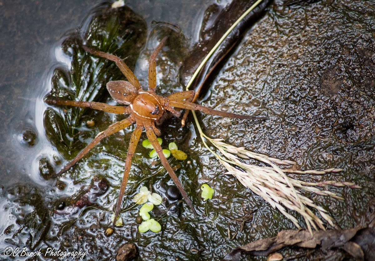 Six Spotted Fishing Spider