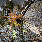 Six Spotted Fishing Spider