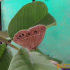 Bushbrown Butterfly