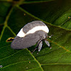 Soldadinho (treehopper)