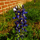 Bluebonnet