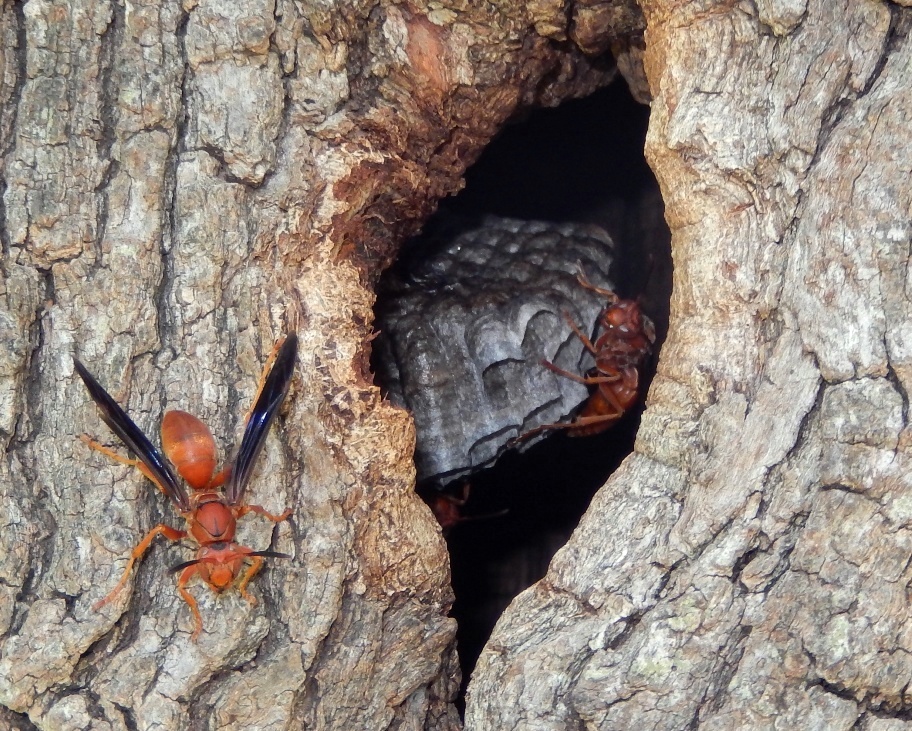 Red Paper Wasp