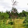 Big Bluestem