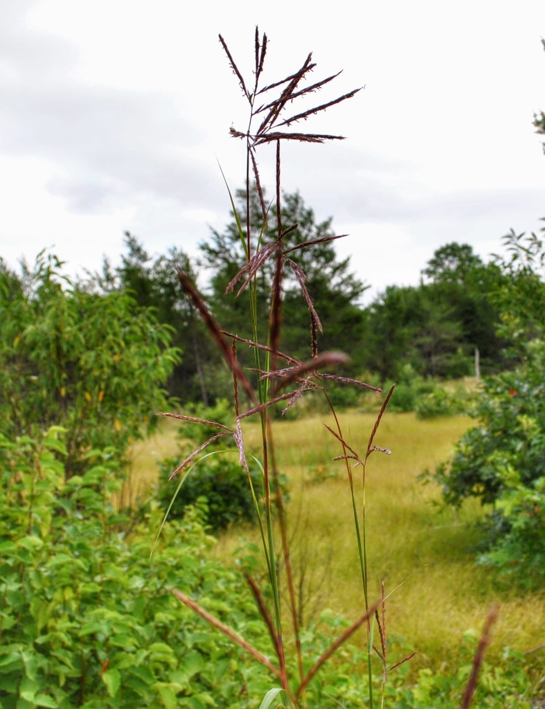 Big Bluestem