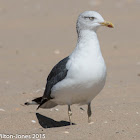 Yellow-legged Gull; Gaviota Patiamarilla