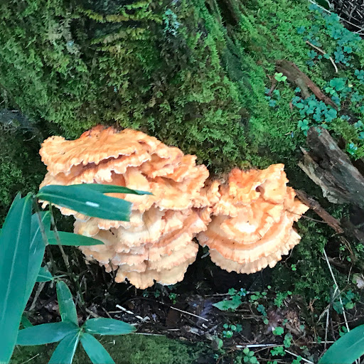 はると🍄ｷﾉｯｺﾘｰ