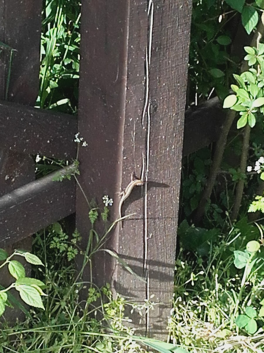 Common wall lizard