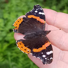 Red admiral