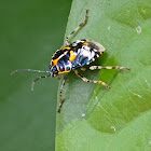 Harlequin Bug