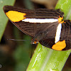 Adelpha syster