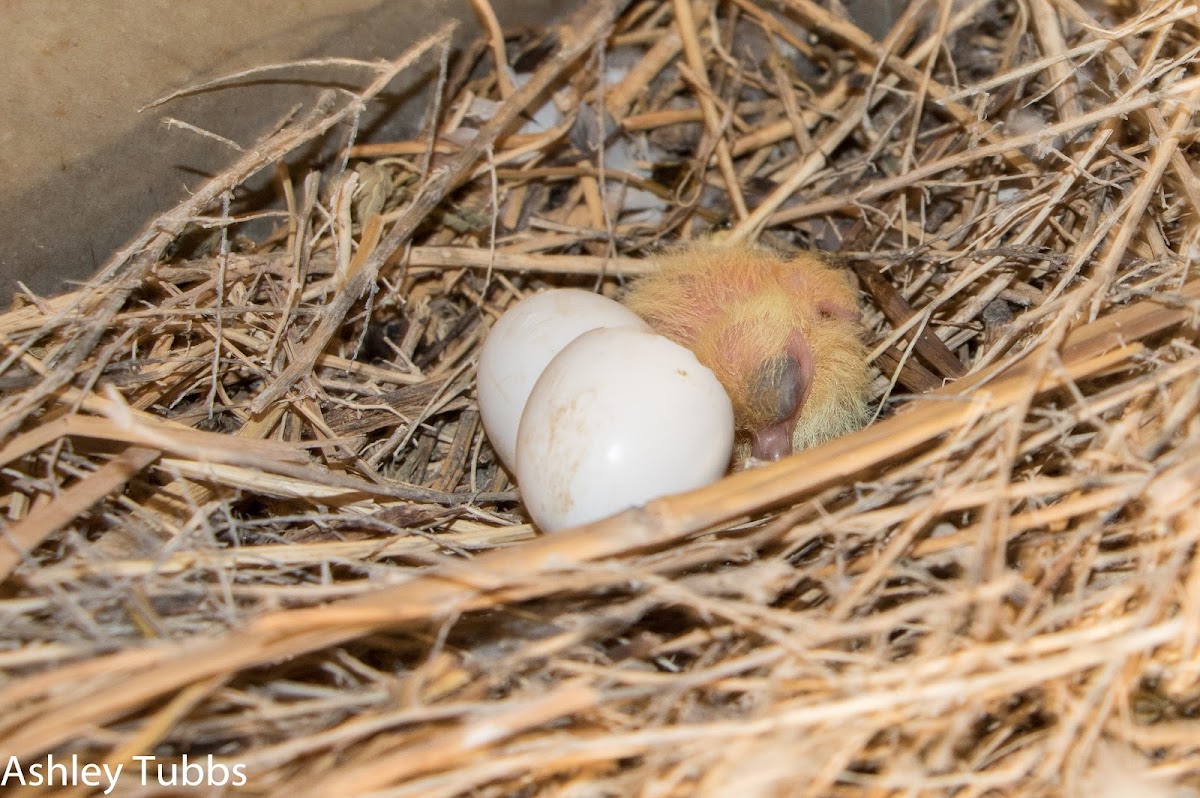 Feral Pigeon