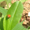 Orange cucumber beetle