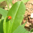 Orange cucumber beetle